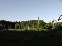 S1300013  Solnedgang over skoven