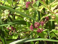 S2550002  Fine blomster i Jespers have