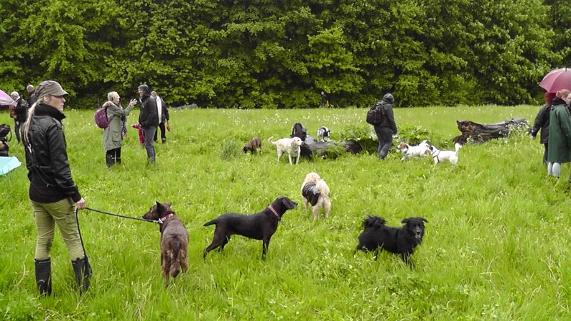 S2040006.JPG - Det var svært at tælle, hvor mange hunde der var, men der var vel nok mellem 50 og 75.