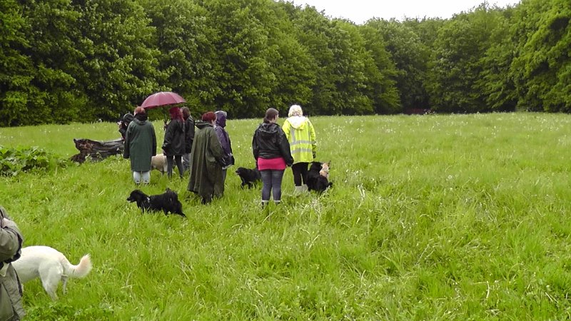 S2040007.JPG - Det var ikke alle hunde, der forblev i nærheden af deres mennsker. Det kan vist lige anes på billedet, at der er nogen i den modsatte ende af marken.