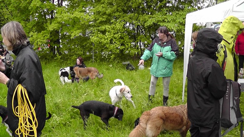 S2040013.JPG - I midten ses en af Græske Hundes plejemødre, Birgitte. Hundene kommer ofte til DK før de bliver adopteret. Fra ankomst til adoption er de så hos en plejefamilie. Birgitte var Perrys plejemor i en uge.