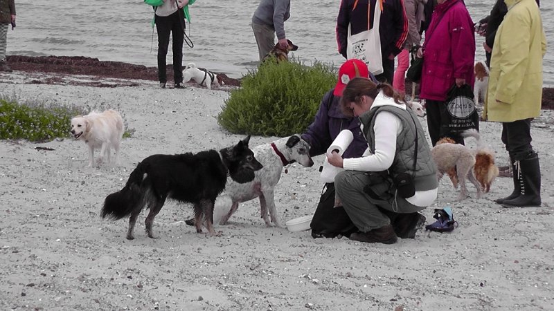 S2280011.JPG - Skønne hunde. Som sædvanlig gik de frit omkring uden optræk til slagssmål.
