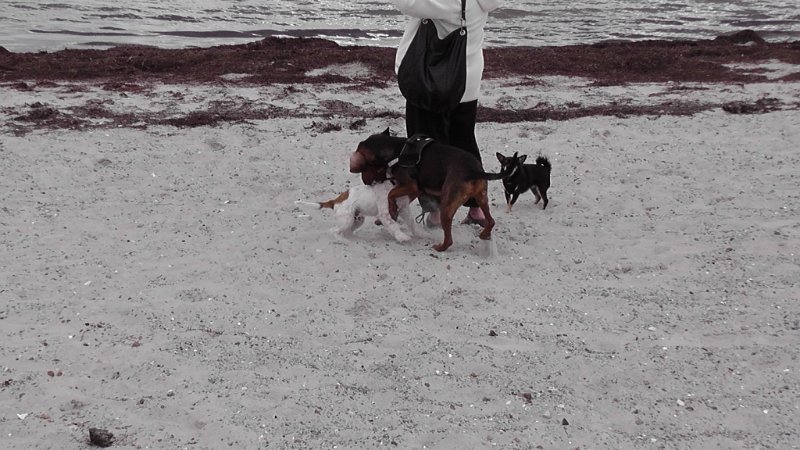 S2280021.JPG - Store og små hunde leger sammen