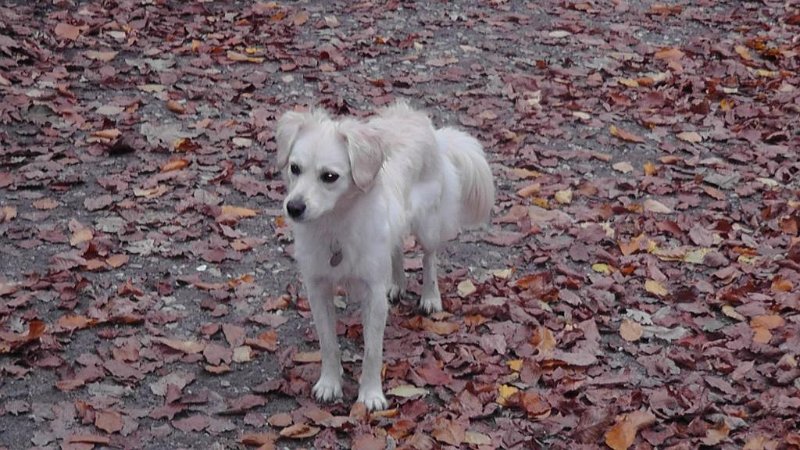 S2330005.JPG - En af de smukke hunde