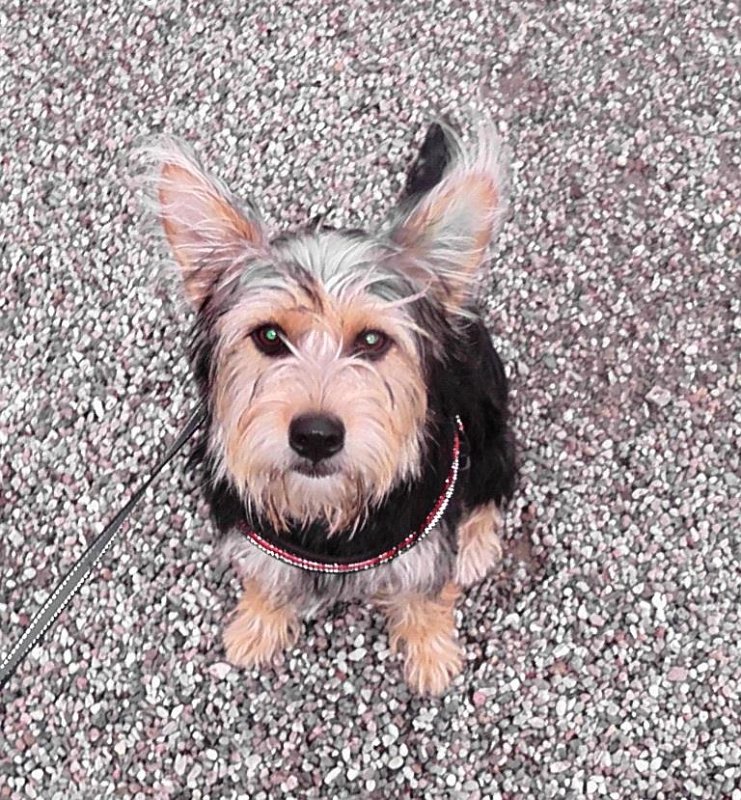 S2330020.JPG - Ruby. Hun var lidt benovet over de mange hunde. I starten var der lav haleføring, men den kom op til sidst