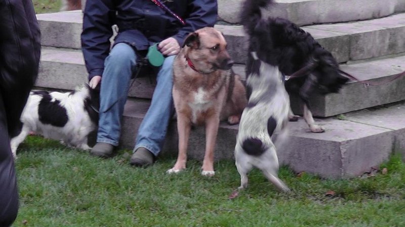 S2330027.JPG - Flere hunde kom til