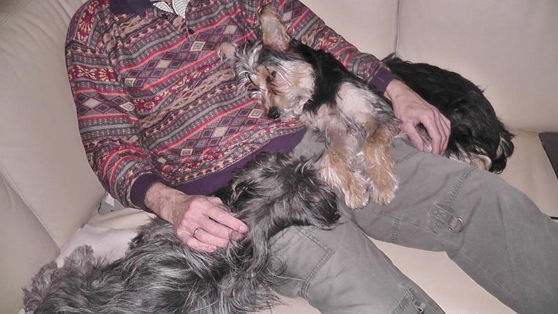S2330033.JPG - Hjemme igen - to trætte hunde, der har haft en dejlig dag