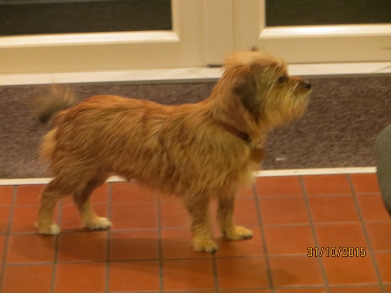IMG_1325.JPG - En dejlig græsk hundebasse
